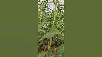 Tomato string trellis #shorts #trellis #tomato farming