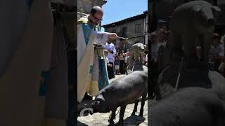 🌍🐷 El Cerdo que Vive Libre en un Pueblo de España: La Tradición que Asombra al Mundo #pig #cerdo