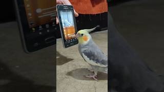 تعليم طائر الكوكتيل على الغناء #parrot #cockatiel #pets screenshot 3