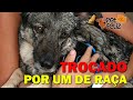 CÃO LINDO JOGADO PARA FORA DE CASA POR QUE A DONA COMPROU UM LHASA, MUDOU E DEIXOU ELE PRA TRÁS