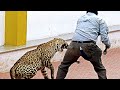 Shocking Animal Encounters Not to Be Seen Before 11:03 AM