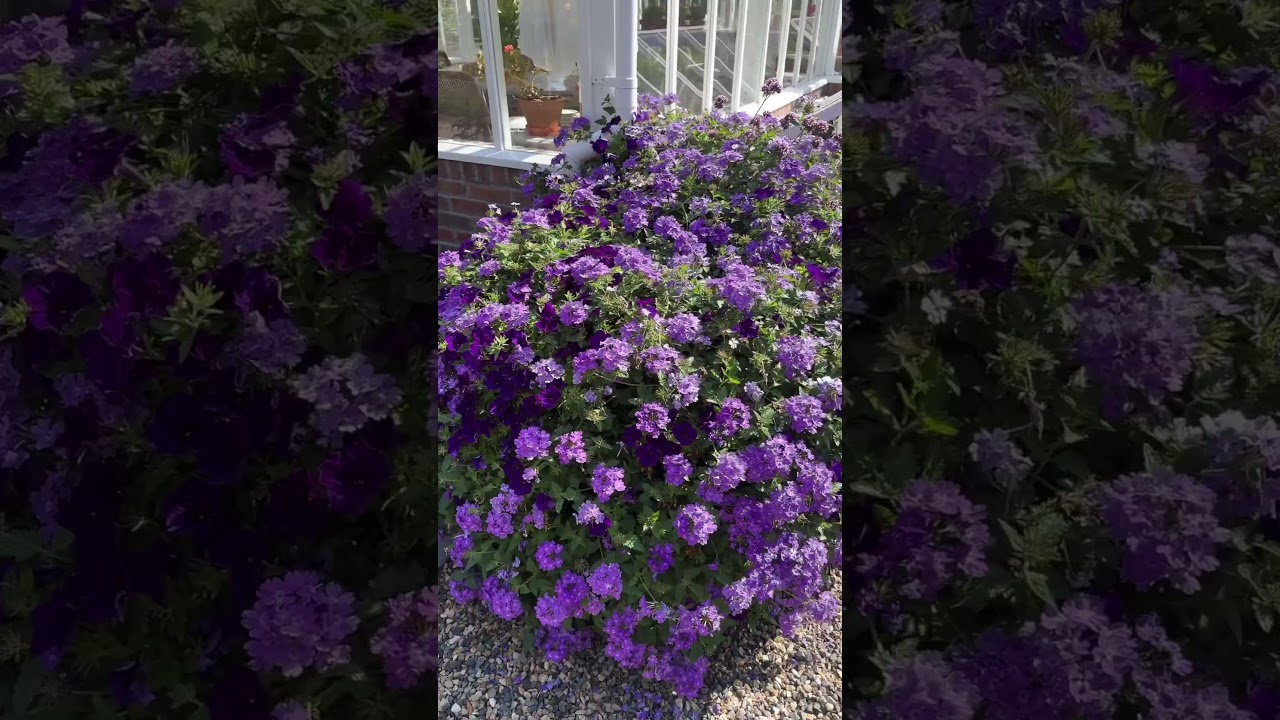 Pretty purple flowers! 💜💜💜