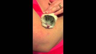 Exotic Shorthair Kitten at 3 days old by Chustmi 5,731 views 9 years ago 14 seconds