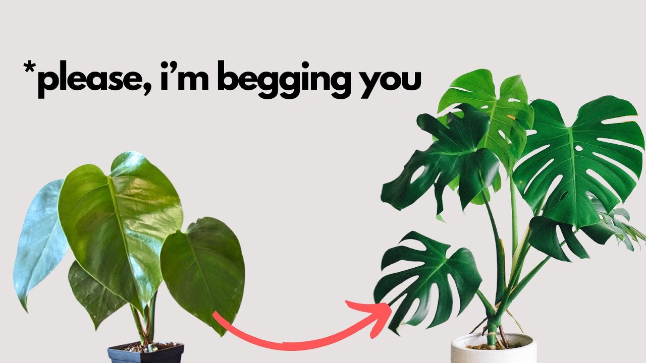 Do this after you buy your first Monstera