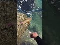 危険すぎるイカの取り込み! #エギング
