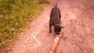 Tvg-9 Buba I Patyczek