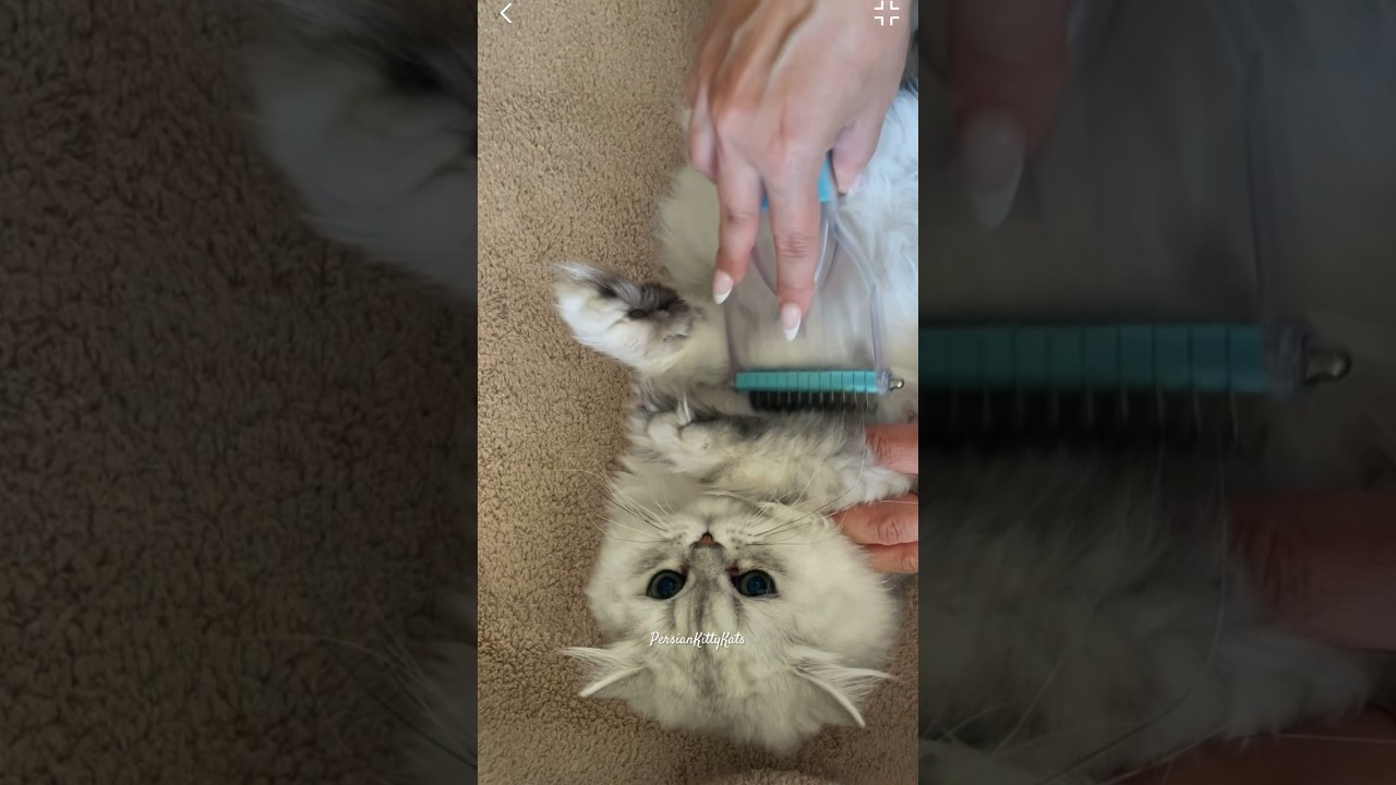 Dematting my cat w/the Uproot Pet Grooming kit Dematter & Detangler