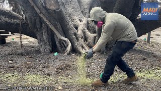 Lahaina Banyan Tree shows signs of life three weeks after the fire