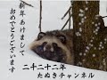 新年あけましておめでとうタヌキ♡(I hope the New Year finds Tanuki in good health and excellent spirit!)