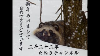 新年あけましておめでとうタヌキ♡(I hope the New Year finds Tanuki in good health and excellent spirit!)