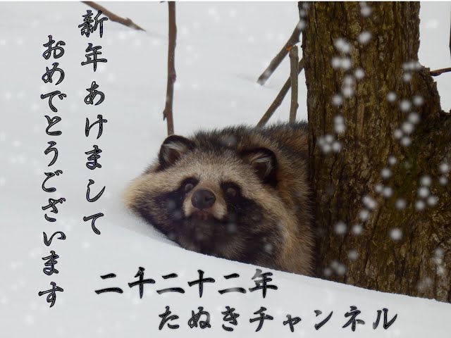 たぬきページ 新年あけましておめでとうタヌキ♡(I hope the New Year finds Tanuki