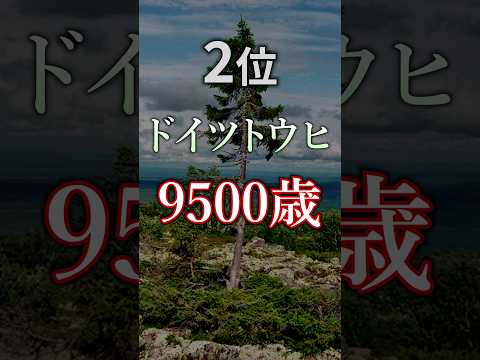 世界最古の木、あなたはいくつ知っていますか？