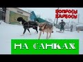 Как приучить собаку тянуть санки, нарты