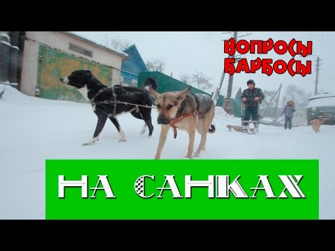 Как приучить собаку