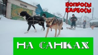Как приучить собаку тянуть санки, нарты Как приучить собаку тянуть санки, нарты