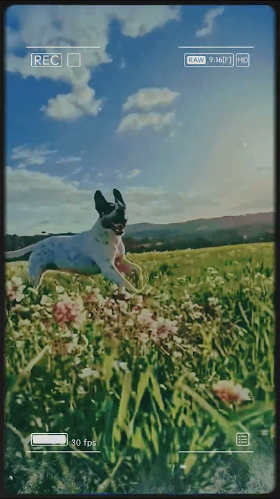 How to Take Aesthetic Photos & Videos with Your Phone Like a Pro! 📸 #7 #MobilePhotography