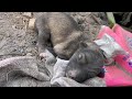 Newborn Puppies, Abandoned In A Dump, Rescuers Adopt Them
