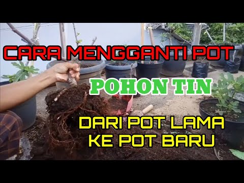 Video: Cara Menggantikan TIN