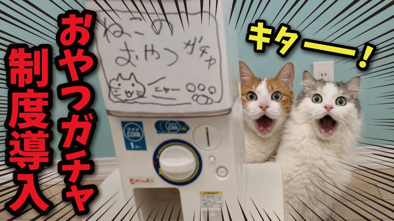 Complaints erupt when cat treats are given out in a gacha system