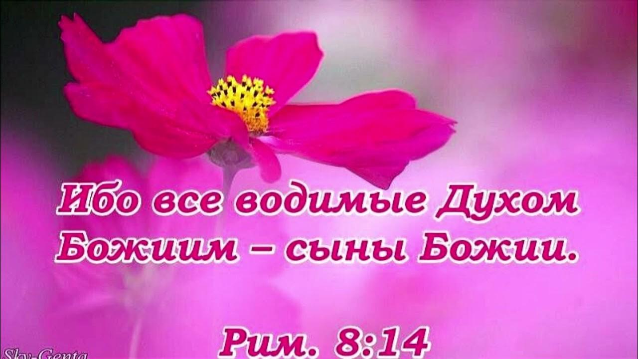 Водимые духом святым суть сыны божьи. Водимые духом. Водимые духом суть сыны божьи. Ибо все водимые духом божьим , есть сыны божьи. Водимые духом святым суть сыны божьи.