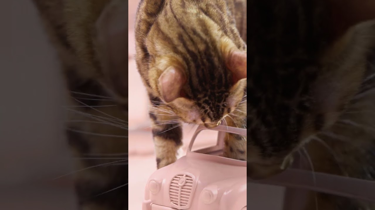 PrimaCat kissanpennuille