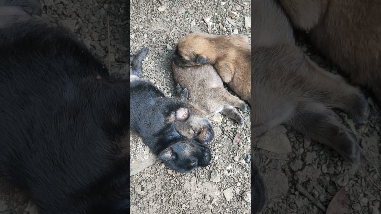 The Motherless Puppy😥 