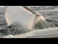 Great white shark attacks boat in tasmania australia original footage