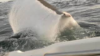 Great White Shark attacks boat in Tasmania, Australia. Original Footage