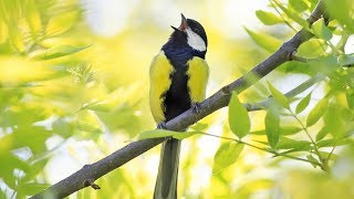 Peaceful relaxing instrumental music, meditation calm "spring brids"
by tim janis. my music can help you find deep relaxation, relieve
an...