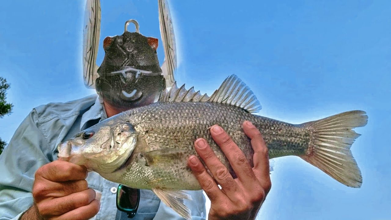 Australian Bass On Cicada Lures - Tips and Techniques #tiemco