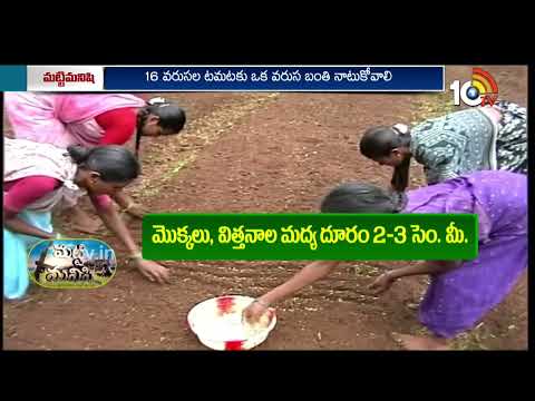 టమాట సాగులో పాటించవల్సిన మెళకువలు | Tomato Cultivation | Matti Manishi | 10TV