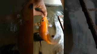 Do NoT feed your goldfish #shorts #goldfish #aquarium #feed #viralreels