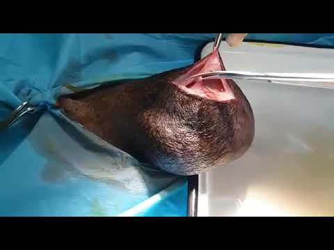Video: Tumora Testiculară (celula Sertoli) La Câini