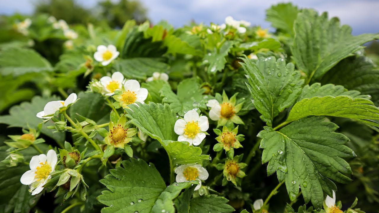 Кущі полуниці Гарні,Масивні і Доглянуті-За це Полуниця НАМ віддячить Рясним врожаєм