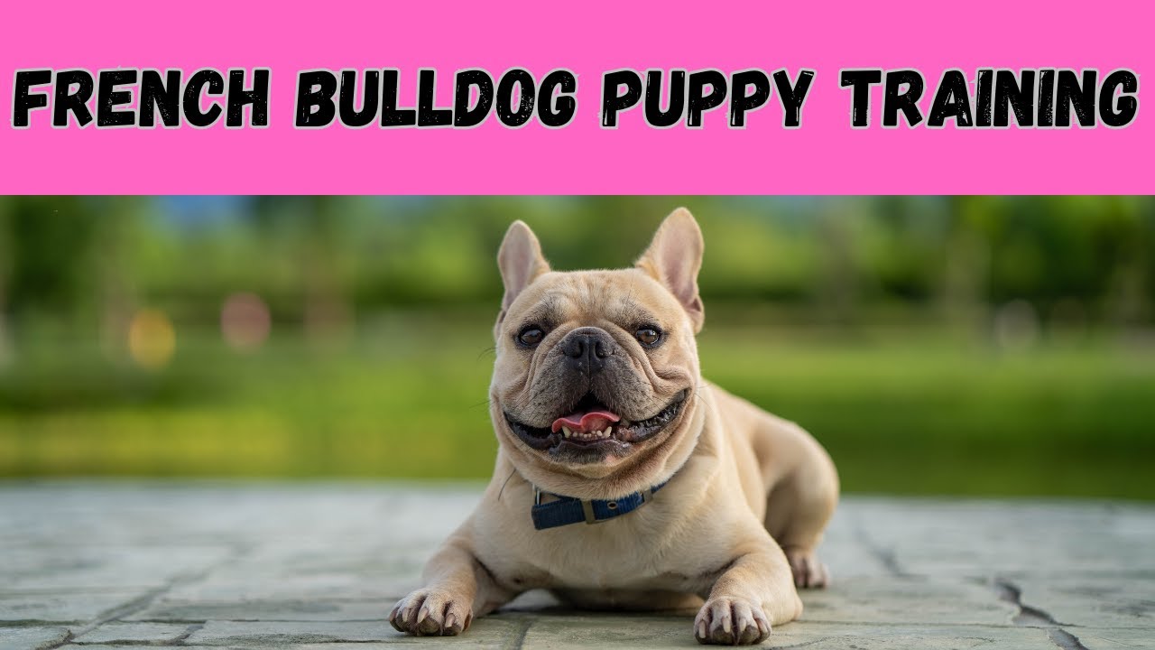 French Bulldog Puppy Training Tips and Tricks YouTube