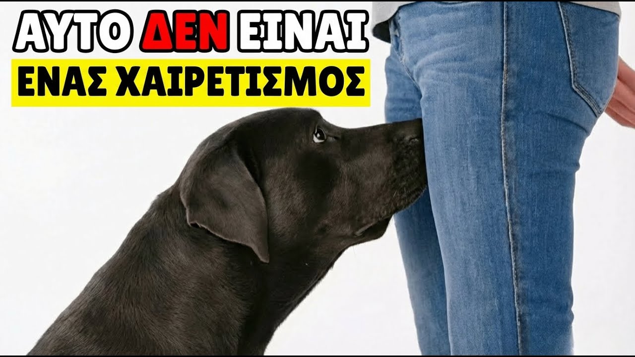 Αν ο σκύλος σου ΜΥΡΙΖΕΙ την ΙΔΙΩΤΙΚΗ σου περιοχή, προσπαθεί να σου πει ΑΥΤΟ