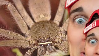 5 Fun Facts About the Atticus AKA Huntsman Spider