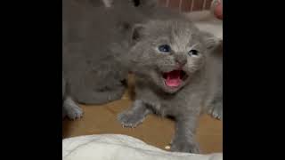 萌竉的迷思74 : 小奶兇 #funny #搞笑 #幽默 #cat #人生 #喵喵 #喵星人 #cute#反應#迷思 #搞笑 #幽默#小奶猫#護食