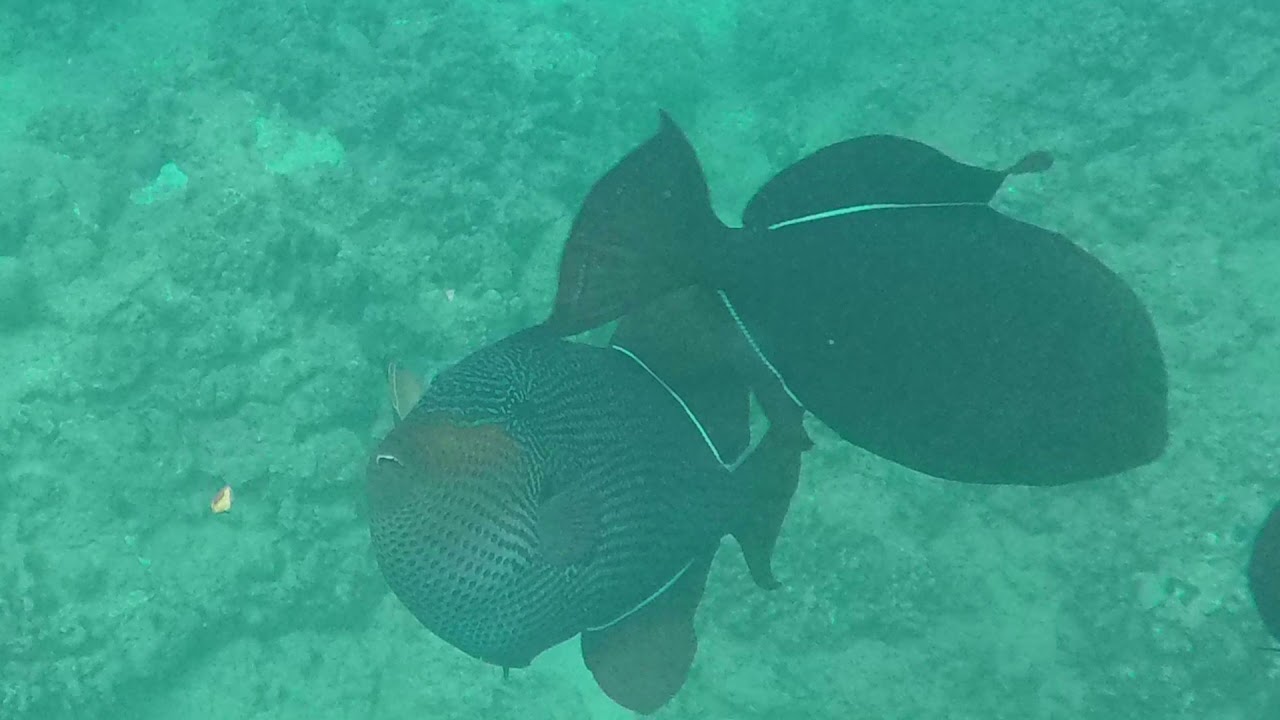 Snorkeling Lanikai Beach
