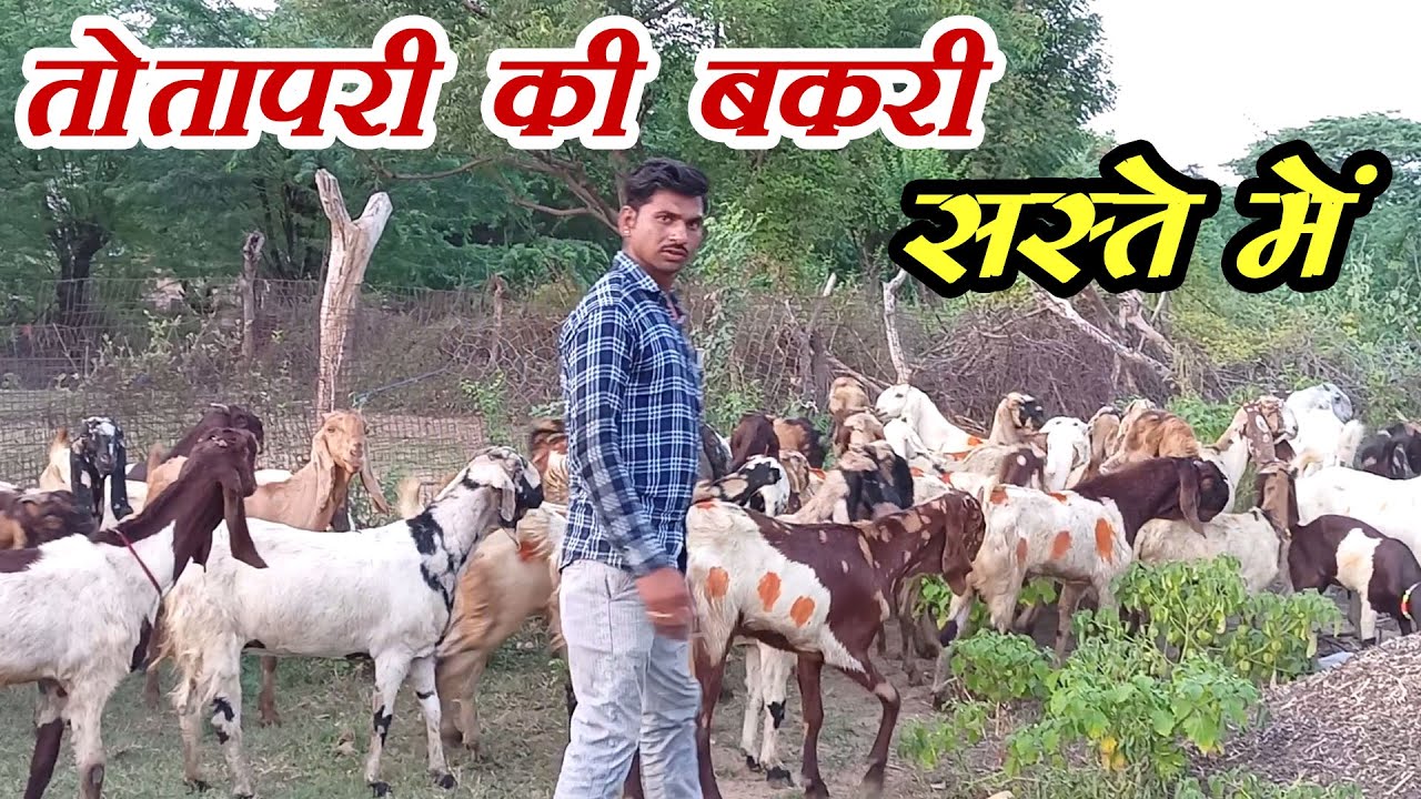 #jpgoatfarmpuskar #sastibakri । तोतापरी बकरी सस्ते में यहां पर?। Totapari bakri