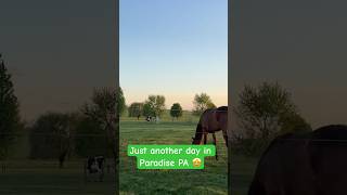 Serenity now #lancasterpa #amishcountry #amish #horses #cow