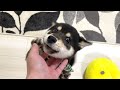 飼い主の帰宅を大喜びで迎えてくれた豆柴の子犬がかわいすぎる