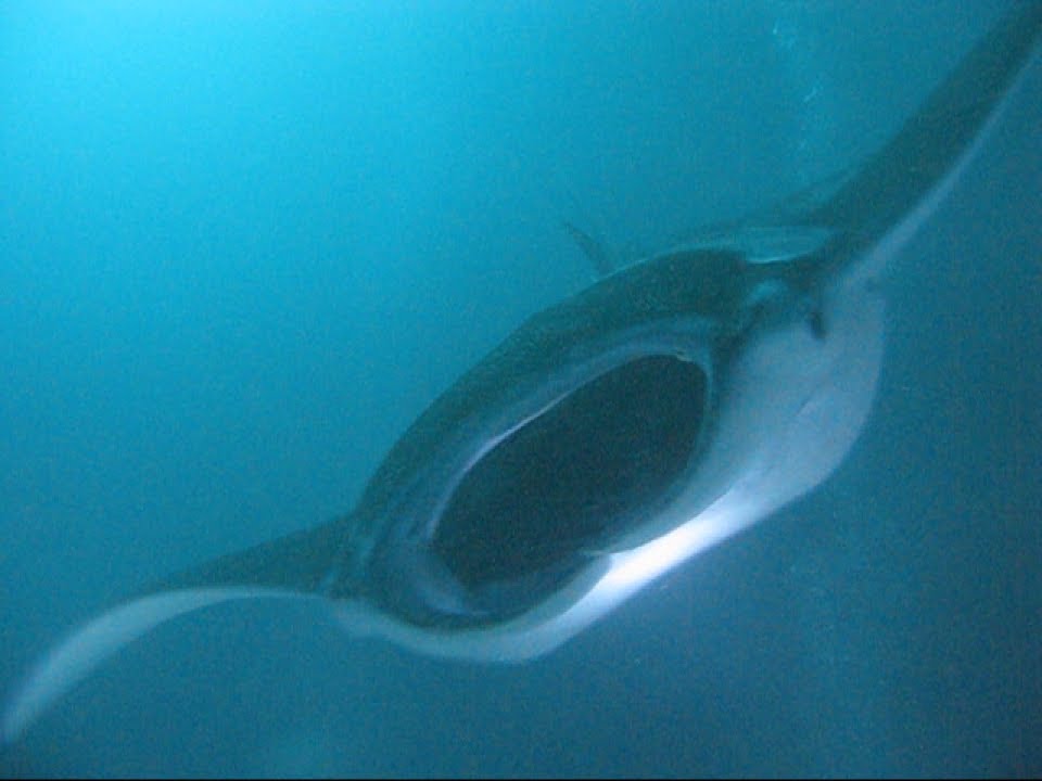 マンタ At モルディブ 北アリ環礁 フェスドゥ Manta At Maldives Notrh Ari Atoll Fesdu Youtube