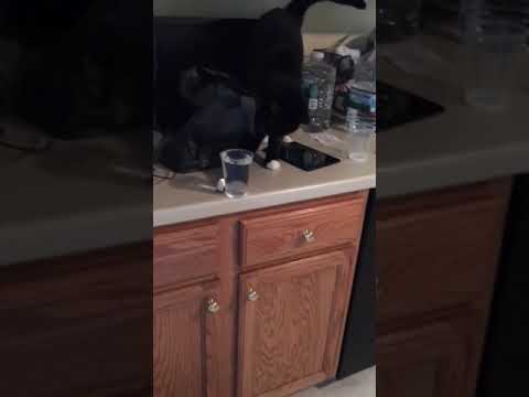 camera iphone 8 plus apk Cat spills water