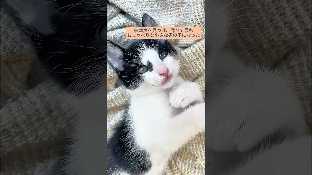 女の子が小さな猫を救い、愛情あふれる家をもたらした #猫 #猫救出 #猫可愛い #猫感動 #猫動画