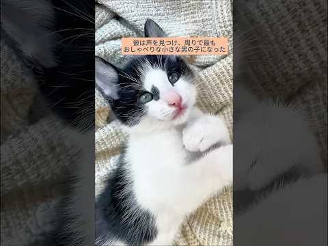 女の子が小さな猫を救い、愛情あふれる家をもたらした #猫 #猫救出 #猫可愛い #猫感動 #猫動画