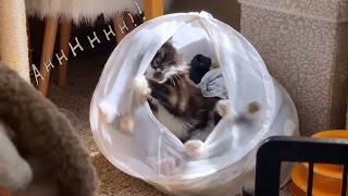 These Talking Cats Are Unhinged and I'm Here For It 😂