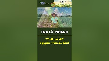 APN - Thối trái ớt nguyên nhân do đâu? #shorts #rau_màu