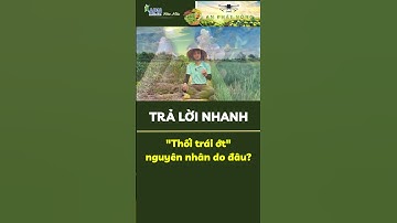 APN - Thối trái ớt nguyên nhân do đâu? #shorts #rau_màu