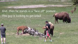 Stupid people by animals in Yellowstone